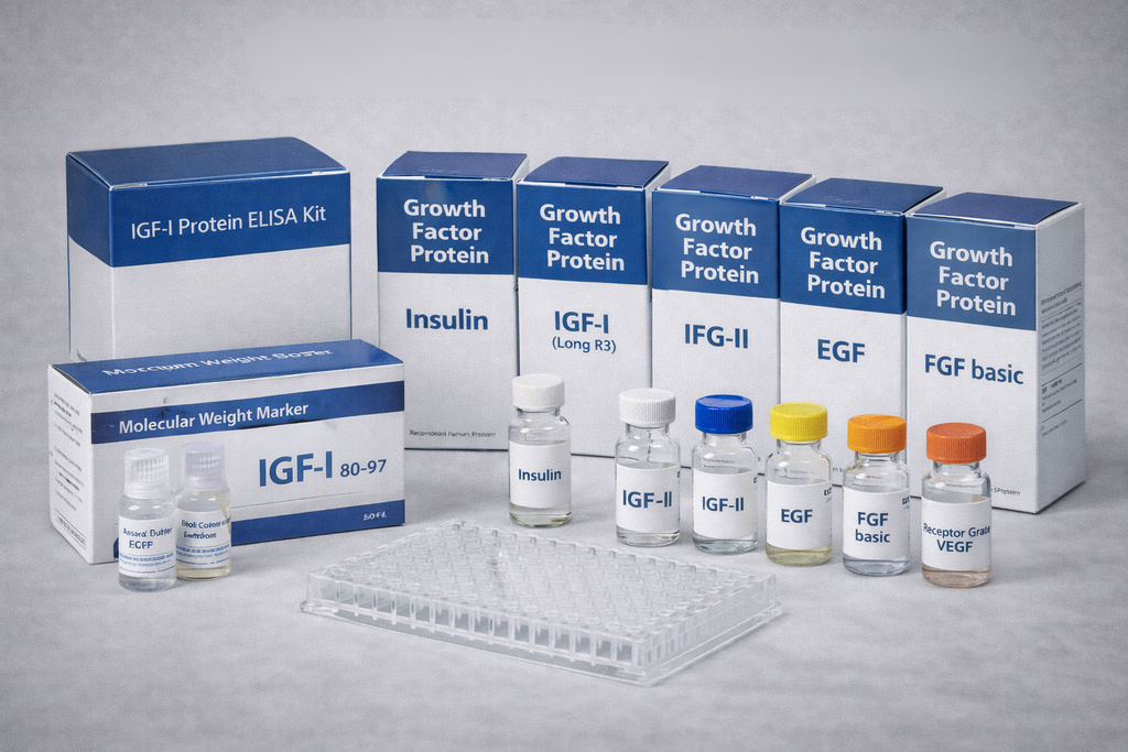Human IGFBP-6