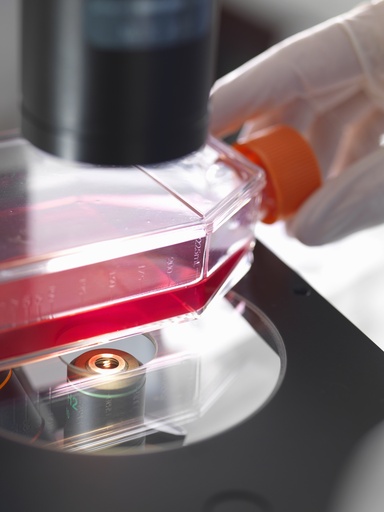 [ASTPLATE-SA2-142] Immortalized Rat Mammary Fibroblasts